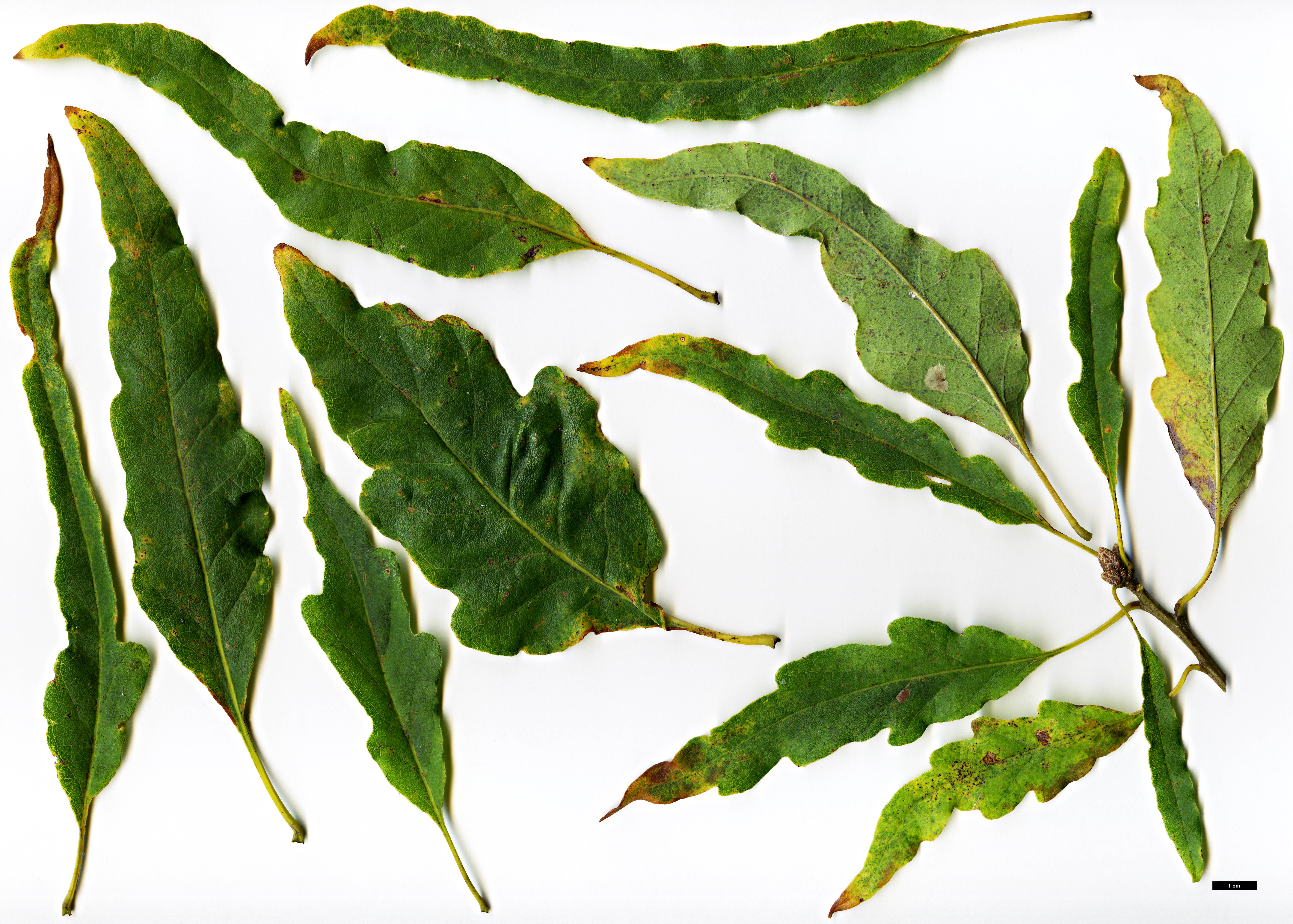 High resolution image: Family: Fagaceae - Genus: Quercus - Taxon: petraea - SpeciesSub: Sublobata Group